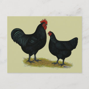 Carte Postale Poulets géants Jersey