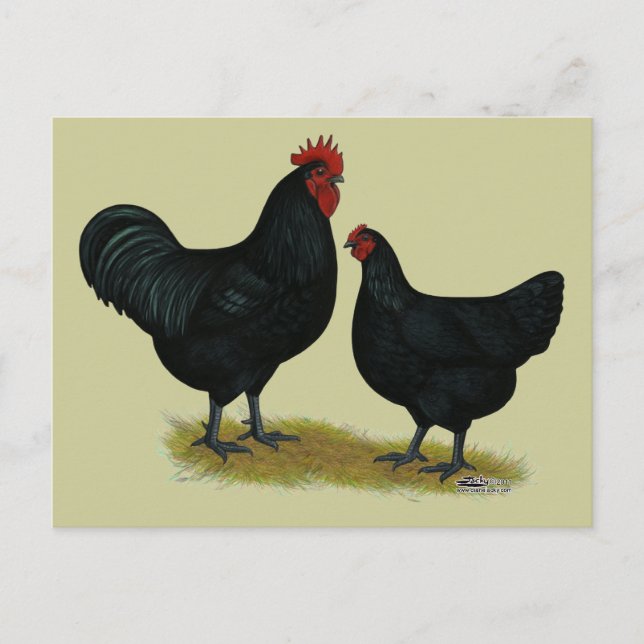 Carte Postale Poulets géants Jersey (Devant)