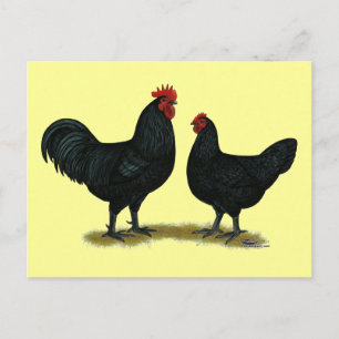 Carte Postale Poulets Java noirs