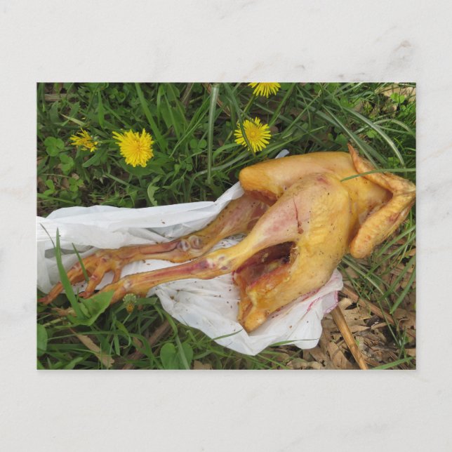 Carte Postale Poulets jetés (Devant)