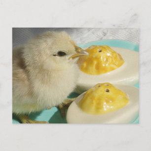 Carte Postale Poulets mignons et oeufs défigurés