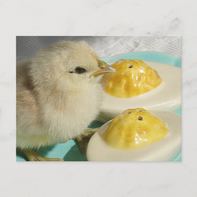 Carte Postale Poulets mignons et oeufs défigurés (Devant)