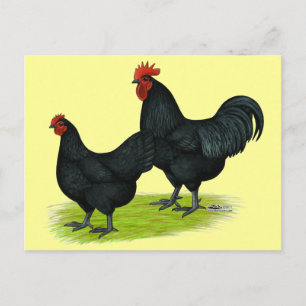 Carte Postale Poulets noirs Australorp