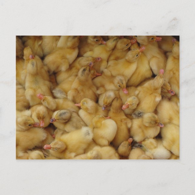Carte Postale Poulets pour bébés à vendre (Devant)