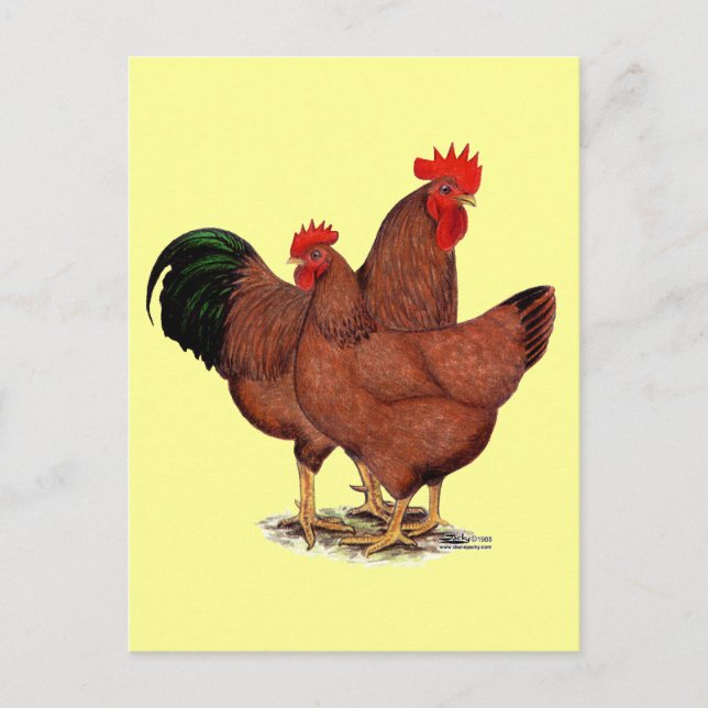 Carte Postale Poulets rouges de production (Devant)