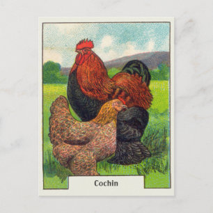 Carte Postale Poulets vintages à la cochine