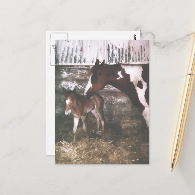 Carte Postale Poulinière Paint et nouveau-né (Devant/Arrière en situation)