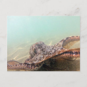 Carte Postale Poulpe d'Hawaï