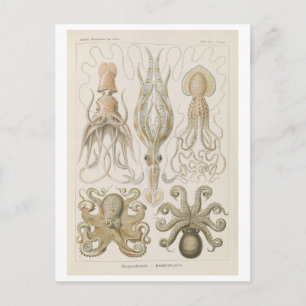 Carte Postale Poulpe vintage par Haeckel