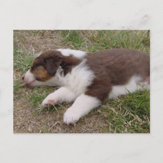 Carte Postale poupée aussie dormir