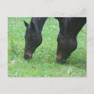 Carte postale pour animaux de pâturage pour les am