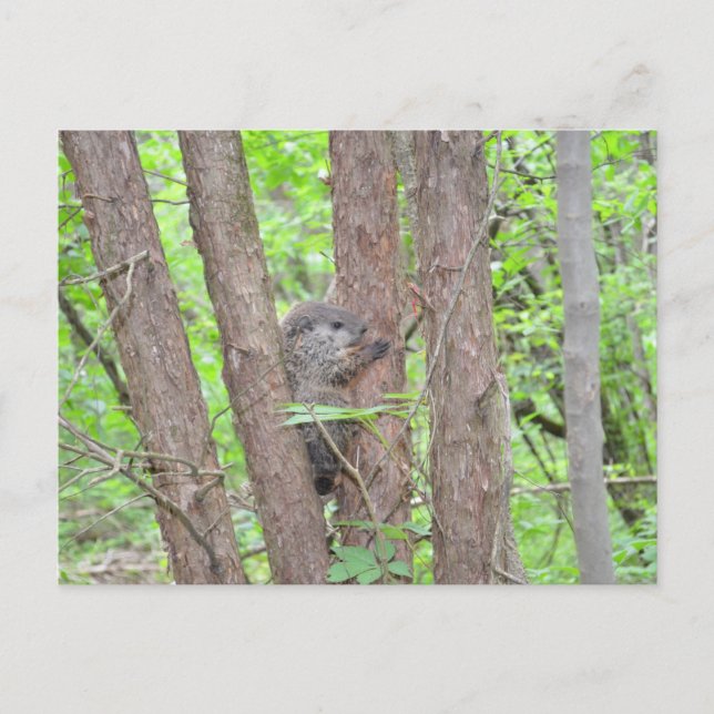 Carte postale pour bébé à marmotte (Devant)