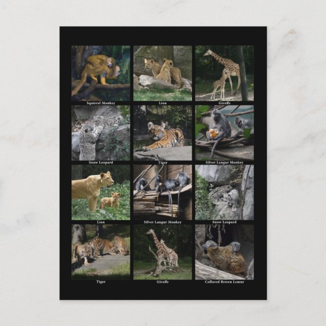 Carte postale pour bébé animal (Devant)