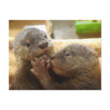 Carte postale pour bébés petits loutre