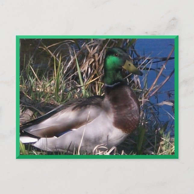 Carte postale pour canard à mâle Mallard #2 (Devant)
