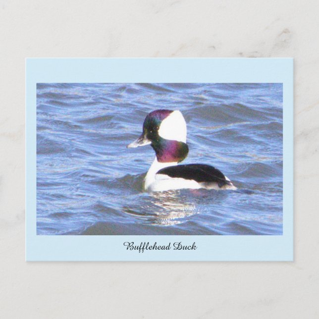 Carte postale pour canard à tête de tampon (Devant)