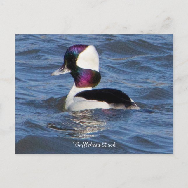 Carte postale pour canard à tête de tampon (Devant)