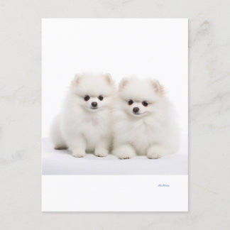 carte postale pour chien