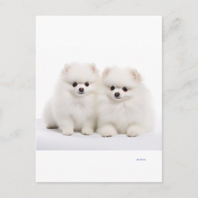 carte postale pour chien (Devant)