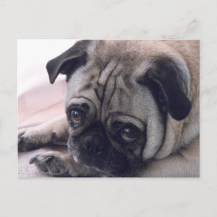 carte postale pour chien carlin