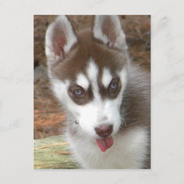 Carte postale pour chiots de Sibérie (Devant)
