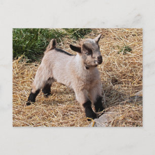 Carte postale pour enfant