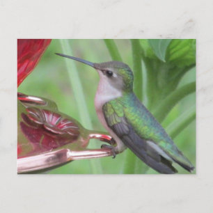 Carte postale pour l'alimentation des colibris