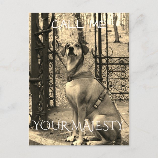 Carte postale pour les amateurs de chiens avec tex (Devant)