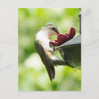 Carte postale pour les colibris mangeant
