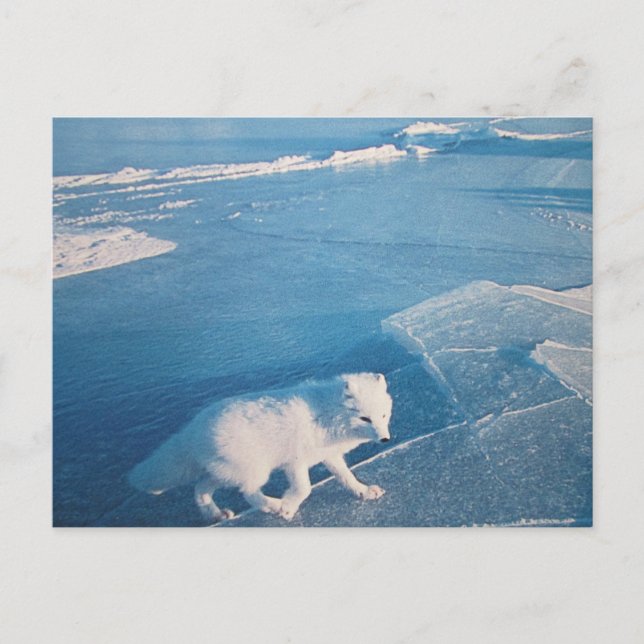 Carte postale pour renard polaire (Devant)