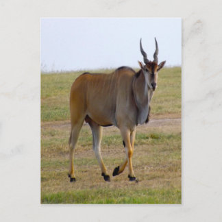 CARTE POSTALE POUR UNE BALADE
