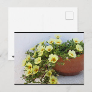 Carte Postale Pourpier à Rose Mousseuse, Plante à Fleurs Succule
