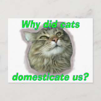 Carte Postale Pourquoi les chats nous ont-ils domestiqués ?