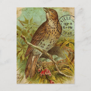 Carte Postale Poussée vintage