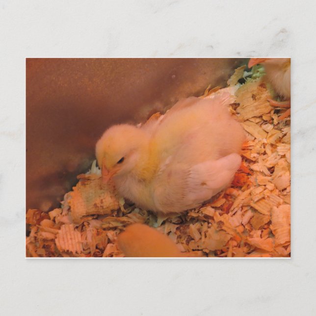 Carte Postale Poussette contemplative (Devant)