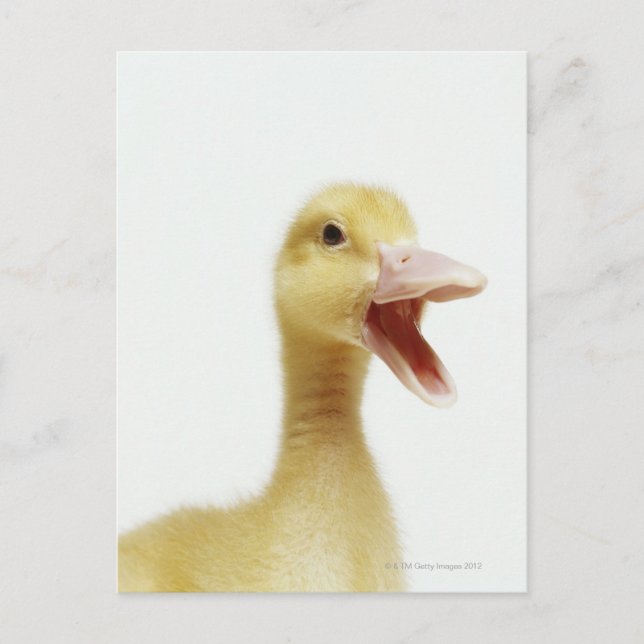 Carte Postale Poussette de canard de Pékin, tir à la tête (Devant)