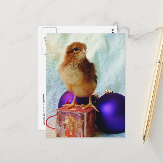 Carte Postale Poussin de Noël adorable (Devant/Arrière en situation)