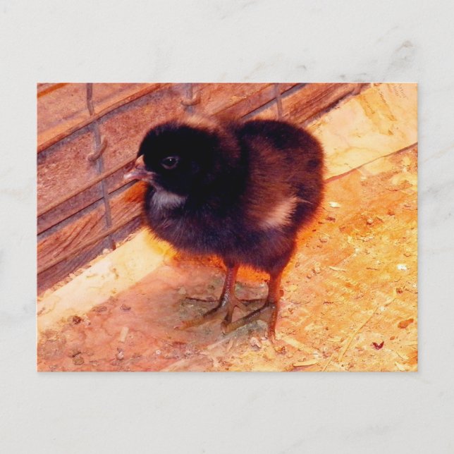 Carte postale Poussin Nouveau-Né (2) (Devant)