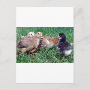 Carte Postale Poussins