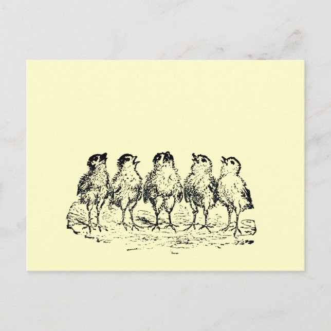 Carte Postale poussins (Devant)