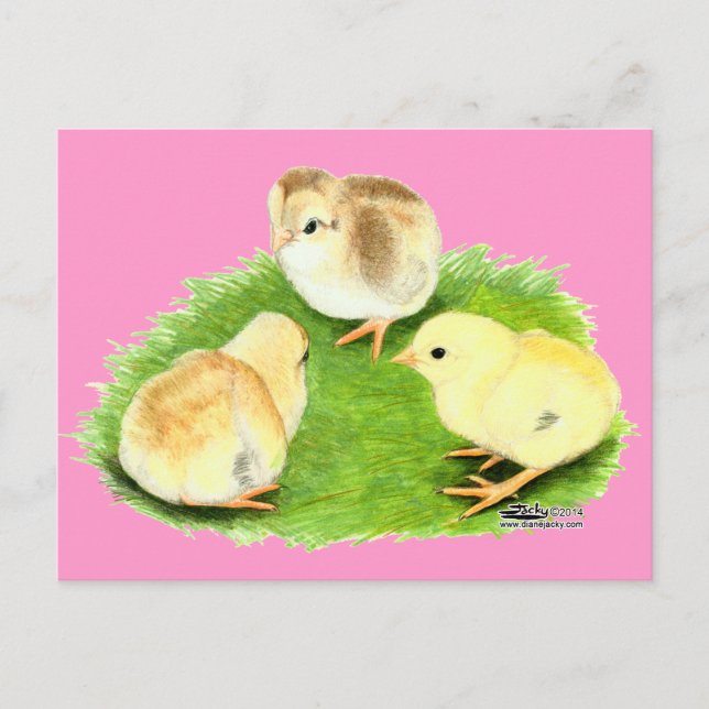Carte Postale Poussins Aseel Blé (Devant)