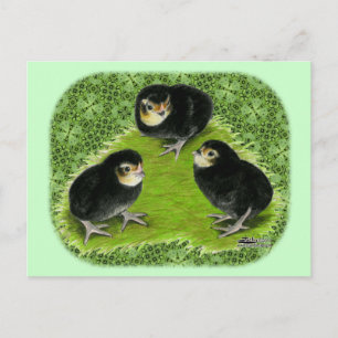 Carte Postale Poussins Bantam dans le jardin