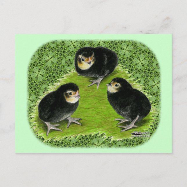 Carte Postale Poussins Bantam dans le jardin (Devant)