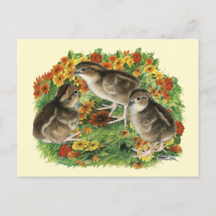 Carte Postale Poussins de jardin de colin de Virginie