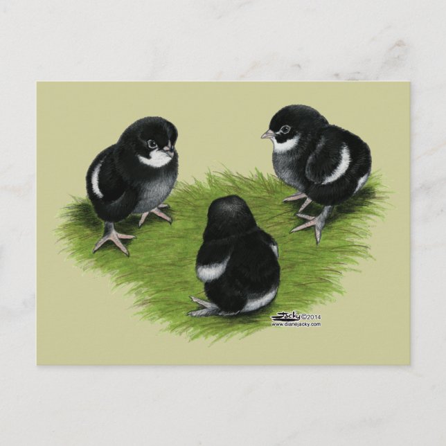 Carte Postale Poussins Marans Noir Cuivré (Devant)
