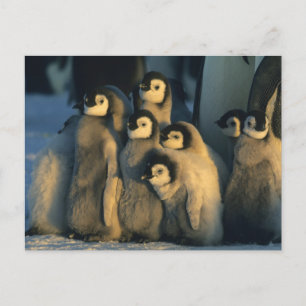 Carte Postale Poussins Penguin Empereur en crèche, Apténodytes