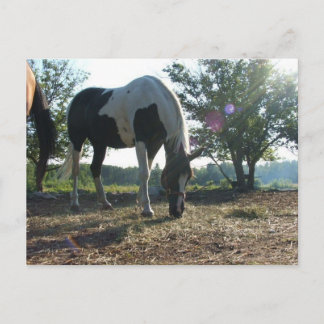 Carte Postale Poutres de soleil éblouissantes