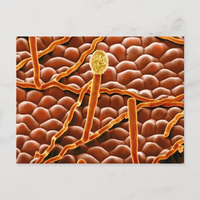 Carte Postale Powdery Mildew Fungus on Poinsettia (Devant)