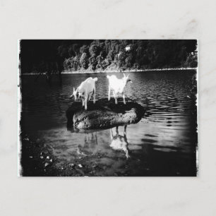 Carte postale Power chèvre