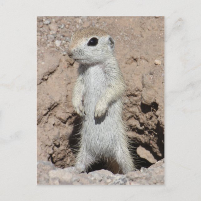 Carte postale Power Ranger Squirel (Devant)